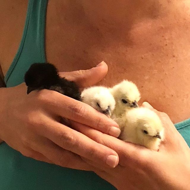 JessMuroff's tweet photo. My hands are full with this sweet bunch. @dlcmacaws (affectionately known as GiGi) gave the girls and I the gift of raising these babies for a few weeks. They are too cute for words. #babychicks🐣 #fivedaysold #silkiechickensofinstagram #neverthoughti… https://t.co/zPbYKkKJVi https://t.co/rsHHxCH4hI