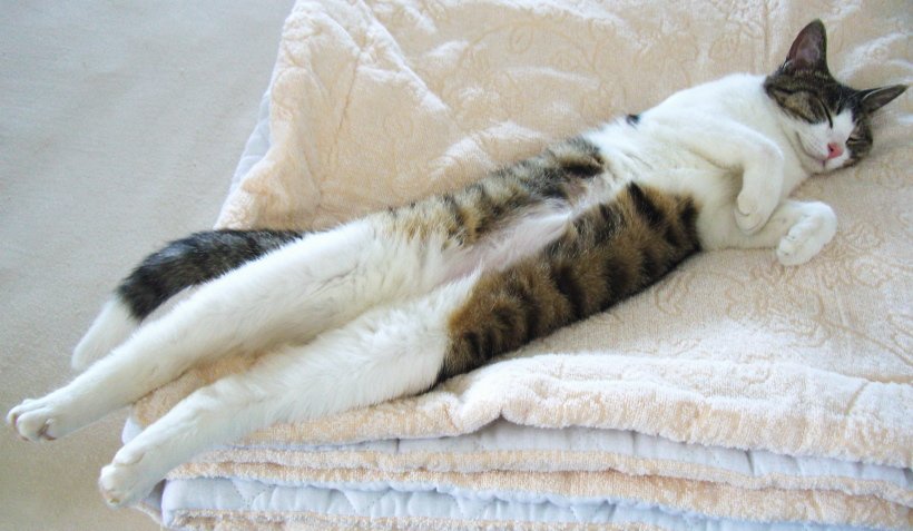 AiGerry's tweet image. 伸ばしたり、勝手に伸びてたり。
 #全日本猫伸ばし協会