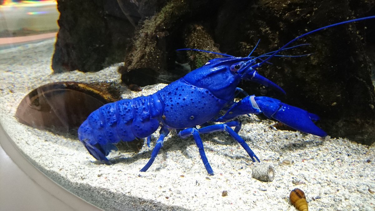 鳥羽水族館には 青い絵の具で塗ったみたいなザリガニがいて衝撃 二度見した 茹でるとどうなるの 公式さんが実際に茹でてみた Togetter