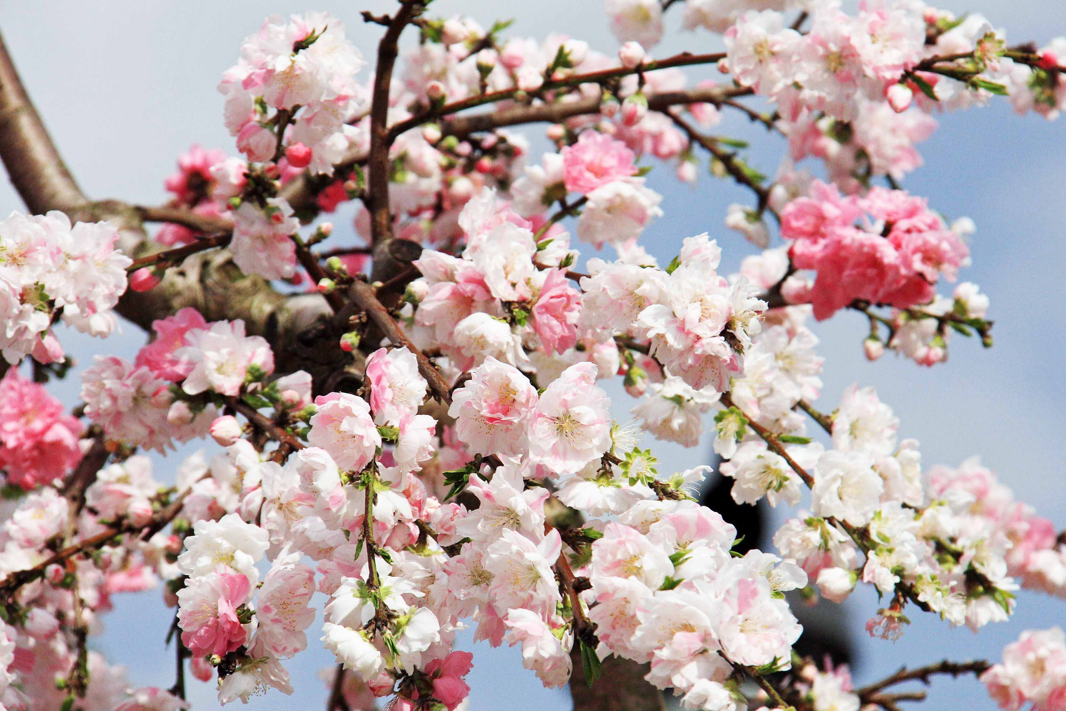片柳弘史 同じ枝に 白とピンクの花が混じって咲く珍しい梅の品種 思いのまま 白とピンクが隣り合っていたり 一輪の花の中に白と ピンクがあったり 微妙に色が混じりあっていたり 名前の通り 思いのまま に咲いています O T Co