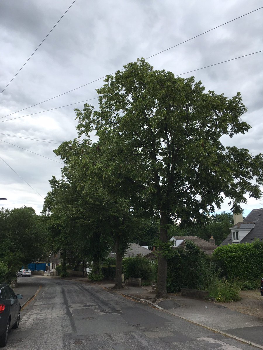 sj_unwin's tweet photo. The top end of Chatsworth Road yesterday and last summer, what do you think of the highway improvements? #StandWithDuchess @DuchessLime #SaveSheffTrees #NoMoreFelling #TheWorldIsWatching https://t.co/H98PMCAWPe