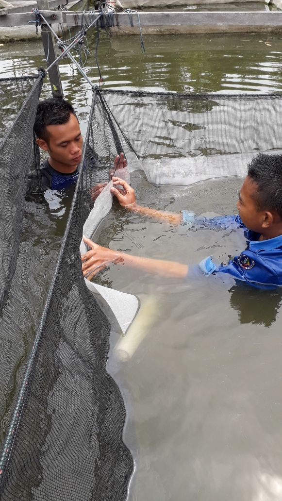 DJPB_SEIGELAM's tweet photo. Pembuatan sekat  jaring untuk kegiatan pembesaran Nila dan gurami dengan menggunakan pakan pelet komersil dan Lemna Minor @BudidayaKKP @kkpgoid @susipudjiastuti @bbpbat_sukabumi @mithajambi @s_soebjakto https://t.co/q6TXKTnCuD