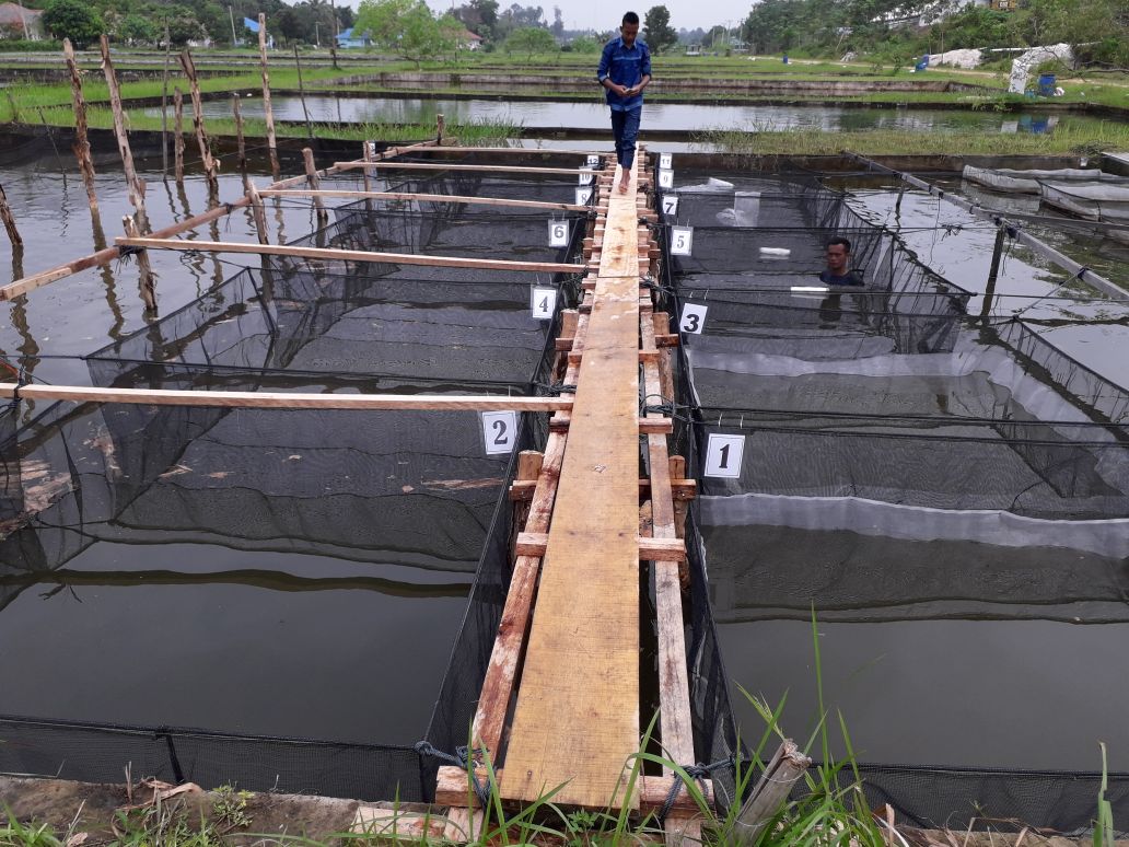 DJPB_SEIGELAM's tweet photo. Pembuatan sekat  jaring untuk kegiatan pembesaran Nila dan gurami dengan menggunakan pakan pelet komersil dan Lemna Minor @BudidayaKKP @kkpgoid @susipudjiastuti @bbpbat_sukabumi @mithajambi @s_soebjakto https://t.co/q6TXKTnCuD