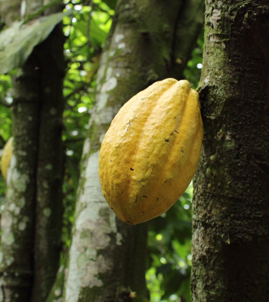 KuapaKokoo's tweet photo. Happy Independence Day to our cherished farmers who produce #papapaa cocoa beans!!#ayekoo#Ghana https://t.co/uAYxVDAzU7