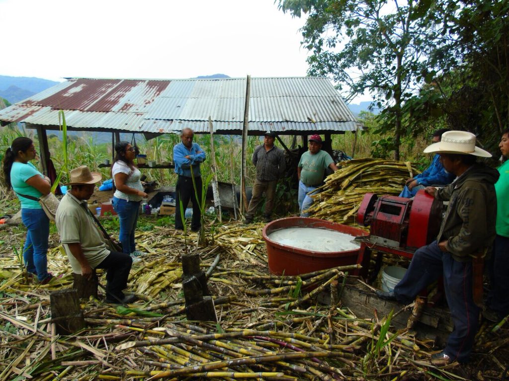 consiah_sc's tweet photo. Capacitación para la producción  de piloncillo granulado en Calnali, Hgo. @PESAMEXICO @SEDAGRO_HIDALGO @SagarpaHgo @ecarizpe @CamarilloMVZ https://t.co/TR2eBruOMw