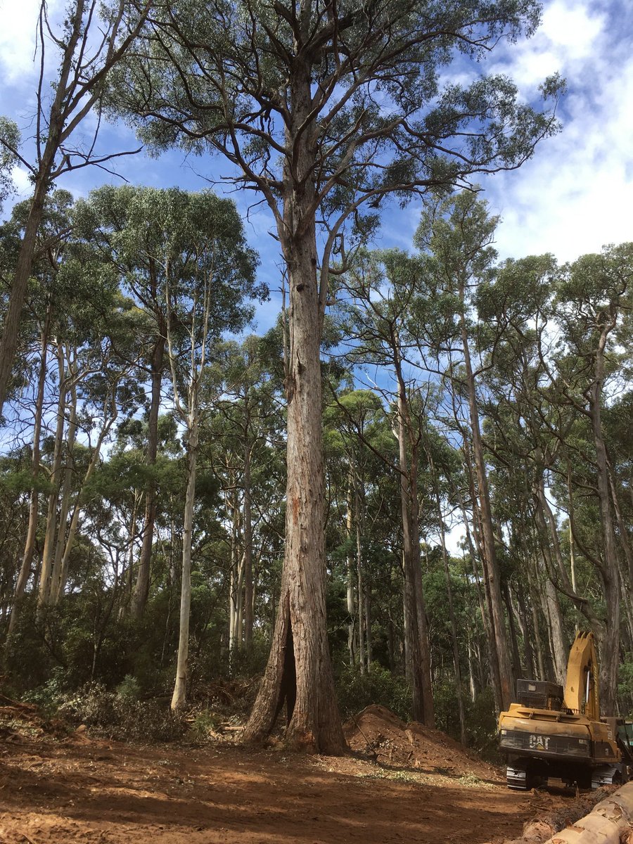 NotLaoTzu's tweet photo. Community Protection Order served to loggers at #BarjargFlat today

Threatened species habitat in #StrathbogieForests being turned into firewood, pulp and sawdust

Thanks to Labor and @LilyDAmbrosioMP 

Locals have had enough!!!

#BatmanVotes #Batman #springst https://t.co/VJqKceXgCf