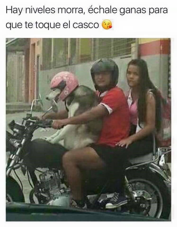 omar_rob27's tweet image. #hayniveles 🤣 #bitchplease 🐶