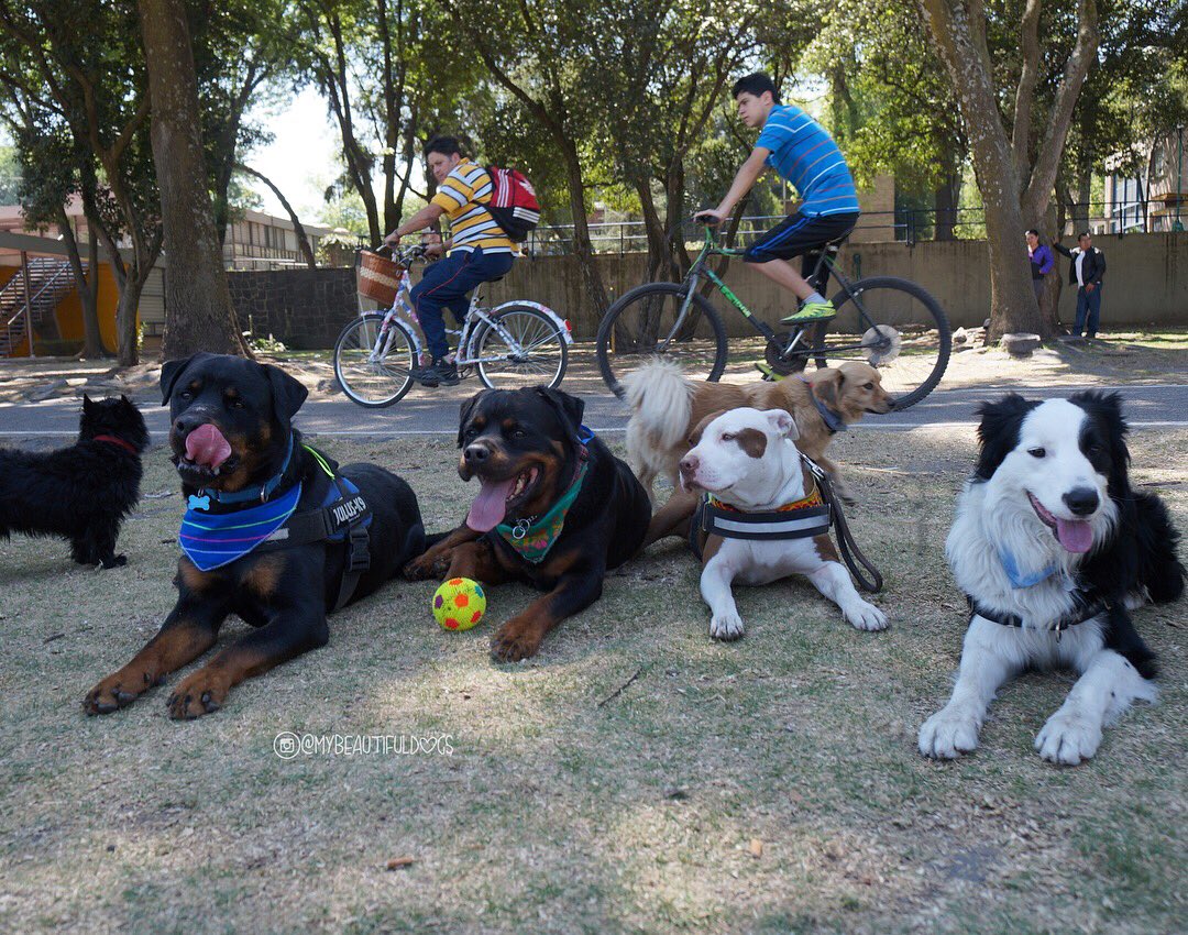 manada_loca's tweet photo. En la caminata de ayer de @TotemsMx en #IslasCU #mybeautifuldogs #manadaloca #perrosdemexico https://t.co/lROb8DV4Lh