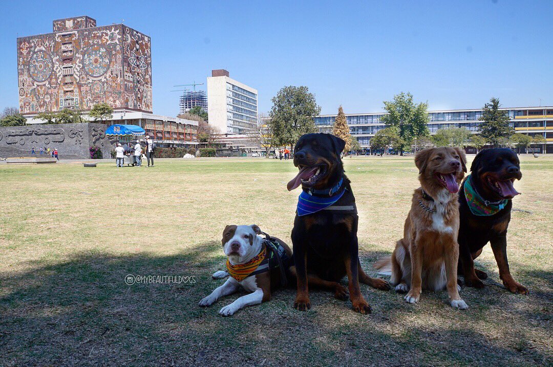 manada_loca's tweet photo. En la caminata de ayer de @TotemsMx en #IslasCU #mybeautifuldogs #manadaloca #perrosdemexico https://t.co/lROb8DV4Lh