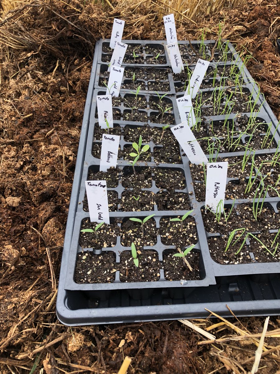 boxWfarms's tweet photo. So much green popping up! #boxw #seedling #veggies https://t.co/PVAZztkeDb