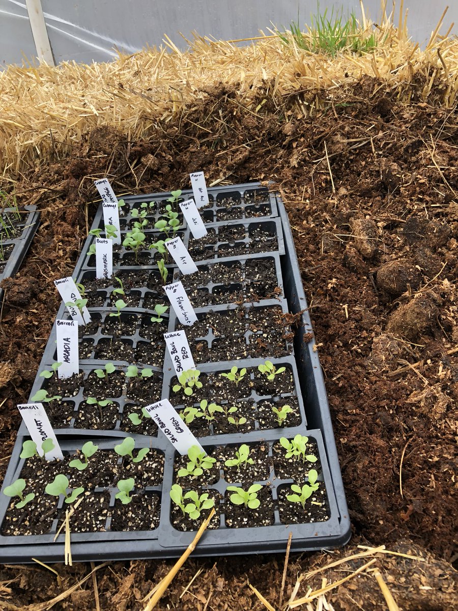 boxWfarms's tweet photo. So much green popping up! #boxw #seedling #veggies https://t.co/PVAZztkeDb