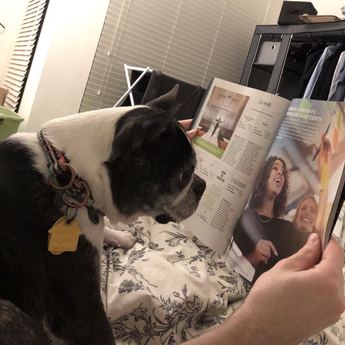 dog looking at open magazine