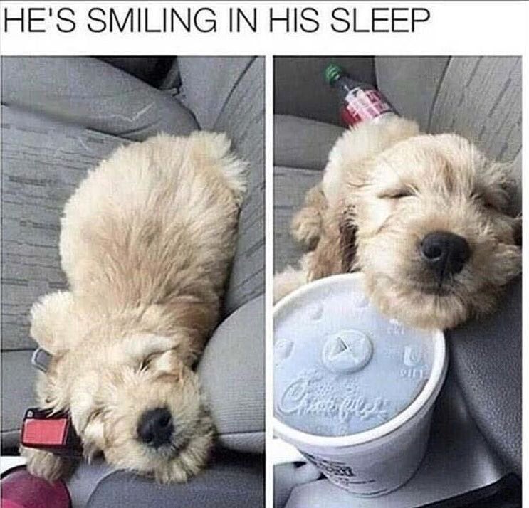 #dog #funnydogs #dogsmemes #indiegames #mobile #cutepets #cuteanimal #funnypets #hilariousanimals #dogevolution #pigevolution #coolgames #mobilegame #puppylife #weedhempire #ganjafarm