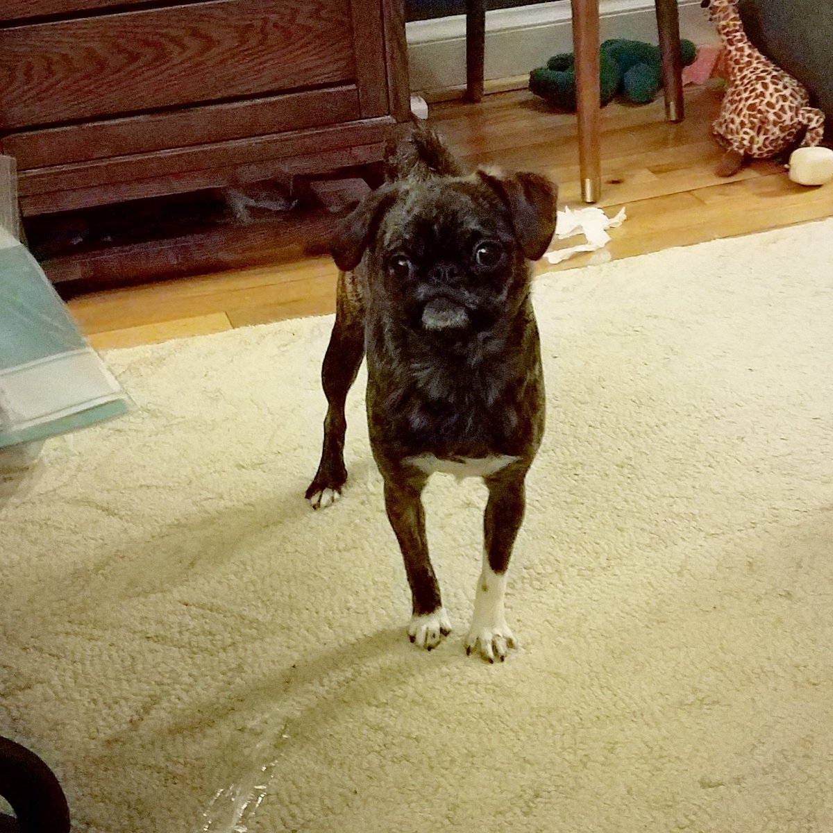 funaek's tweet photo. Fell asleep on the couch &amp; woke up to chaos &amp; a goat-like spastic Monkey jumping on &amp; off my body. She brings me so much joy...and pain. #monkeygoat #mischievousmonkey https://t.co/XXb6LJDIaO