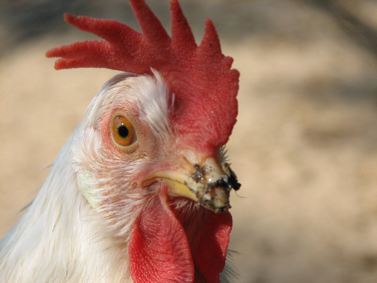 ASCI_Community's tweet photo. As @KFC_UKI recovers from its recent #supplychain challenge, no doubt they will update their disruption management strategy. Avoid the potential of reputation disaster via a solid #supplychain team of trained practitioners through ASCI &amp; read our blog: https://t.co/qdUjiBSSR0 https://t.co/Pi2CXNlG0j