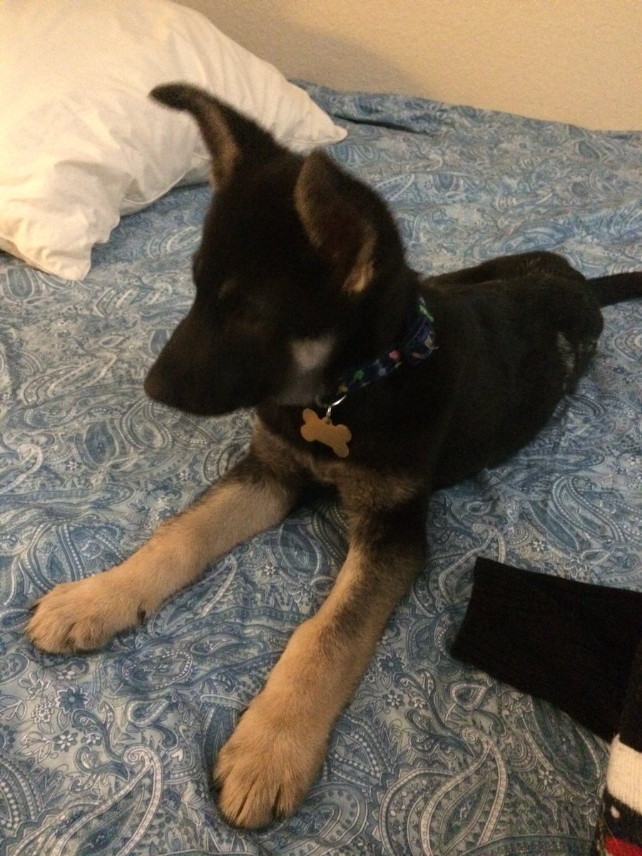 AshleyNKrebs's tweet image. My depression and anxiety have been worse the last few days, but I’m so happy in my relationship, I have a puppy, I actually have a savings building, I just set a date for my oral defense, and I got a gym membership today. Life is looking up. #DailyPuppyLove #PlusMichael #HesCute