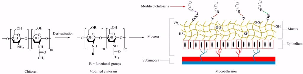 Khutoryanskiy group (@vk_group_rsop) on Twitter photo See our review "Chitosan and Its Derivatives for Application in Mucoadhesive Drug Delivery Systems" published in <a href="/Polymers_MDPI/">Polymers MDPI</a> jointly with <a href="/mohammedways/">Twana M. Ways</a> mdpi.com/2073-4360/10/3… See our review "Chitosan and Its Derivatives for Application in Mucoadhesive Drug Delivery Systems" published in <a href="/Polymers_MDPI/">Polymers MDPI</a> jointly with <a href="/mohammedways/">Twana M. Ways</a> mdpi.com/2073-4360/10/3…