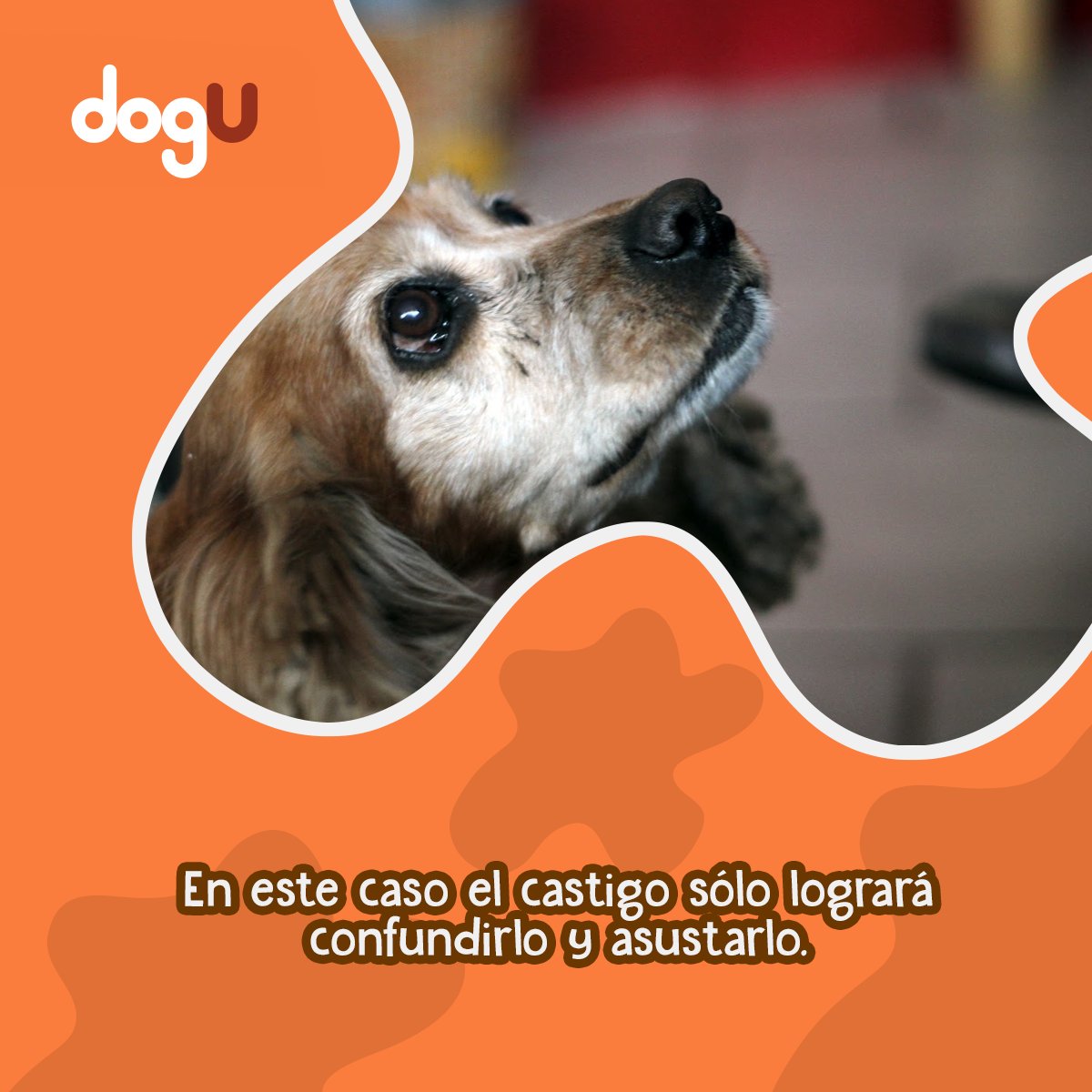 DogUapp's tweet photo. Tu perro debe respetarte más no tenerte miedo. Los perros no tienen concepto del tiempo, por lo que reprenderlo por algo que hizo mientras no estabas en casa o que ha hecho hace más de un minuto, no tiene sentido, ya que no lo recuerda. #DogU #DueñoResponsable #NoAlMaltratoAnimal https://t.co/lojeCASn08