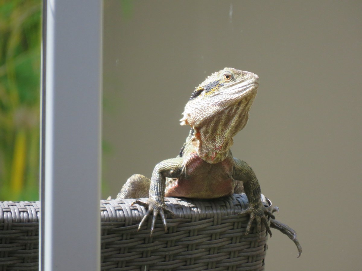 AustraliaPics's tweet photo. These #waterdragons are very popular in Australia, especially around pool areas. They even take over your sunlounger if you don't watch your space #Lizards #harmless #theycanswim #theysubmerge #AustralianReptile https://t.co/OKdzKVSAh7