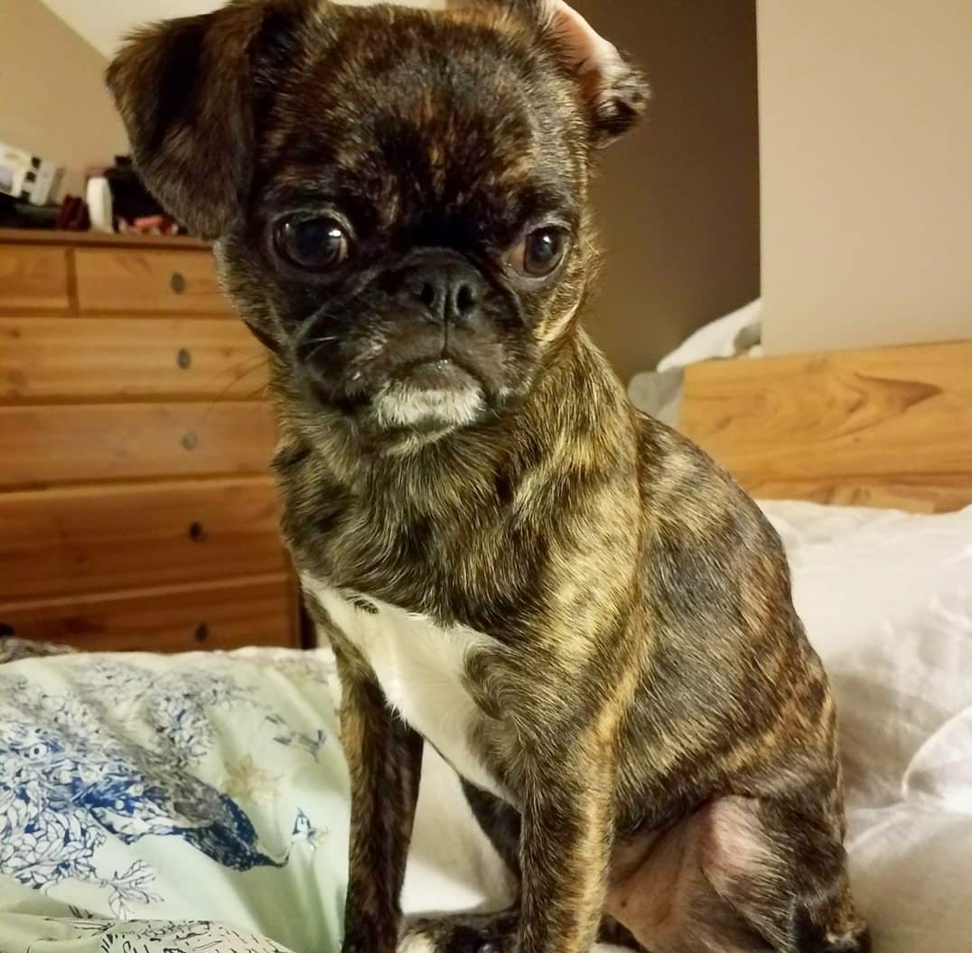funaek's tweet photo. Eyeing my soft squishy body for more goat-like prancing, springboarding on &amp; off me with her lil cloven hooves. #mischievousmonkey #goatlikemonkey #puggoat #puggoatee #goatpug #pughooves #pughoof #evaluatingformaximummischief https://t.co/wMxjTsrwzp