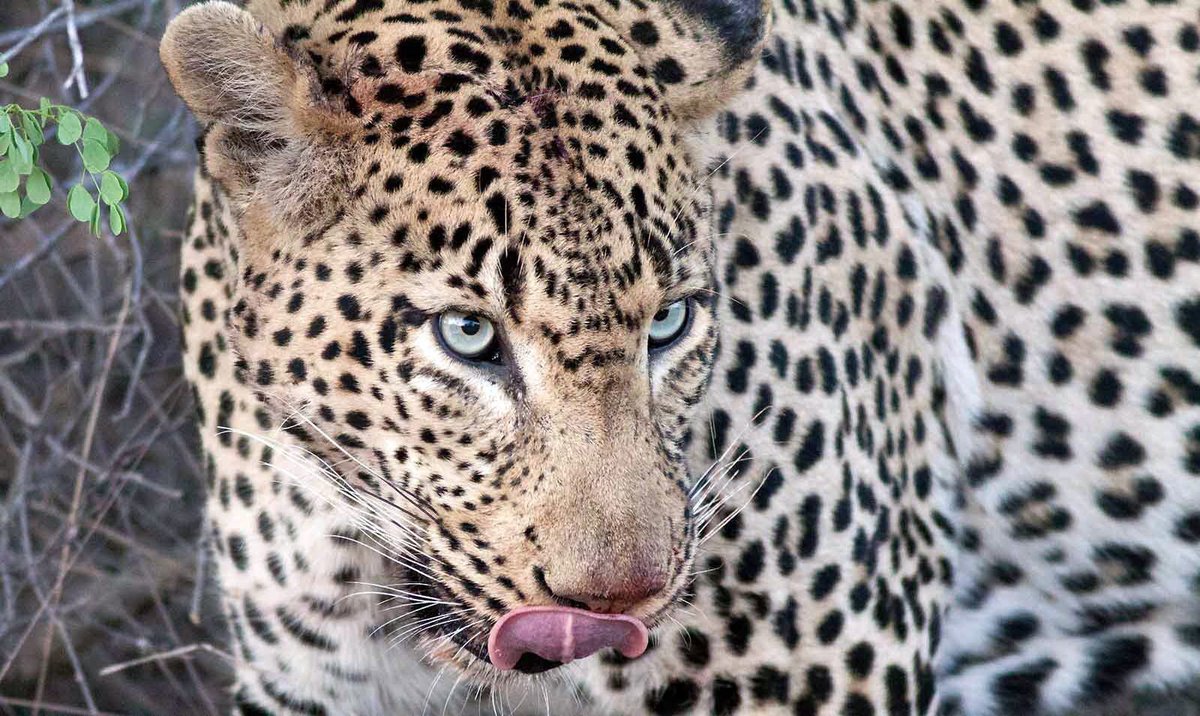 Kruger_Park's tweet photo. When you look into the eyes of an animal you see a living being. Experience this moment through https://t.co/VPGb7WDA6f.

#TravelPhotography https://t.co/heF1S7qMxa
