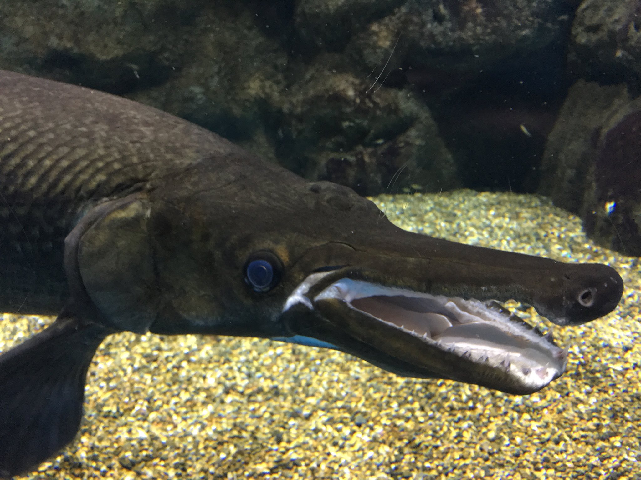仙台うみの杜水族館公式 在 Twitter 上 仙台うみの杜水族館 出張帰りの中の人 突然人気者になったアリゲーターガーさんを見ていたら 大きなあくびをしてくれましたよ O S Uminomori アリゲーターガー T Co Lcg2lijris Twitter