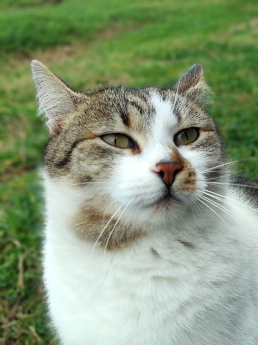 Monica Belucci, the street cat. There's only one shelter in Montenegro that accepts cats and right now it's full. Please donate for the building of a new cat room paypal.me/kaganovskayazh…