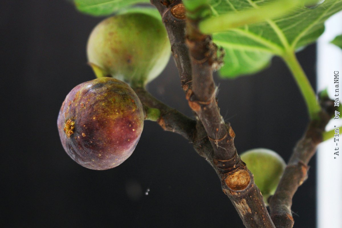 RNMG (Nuha) tweet media