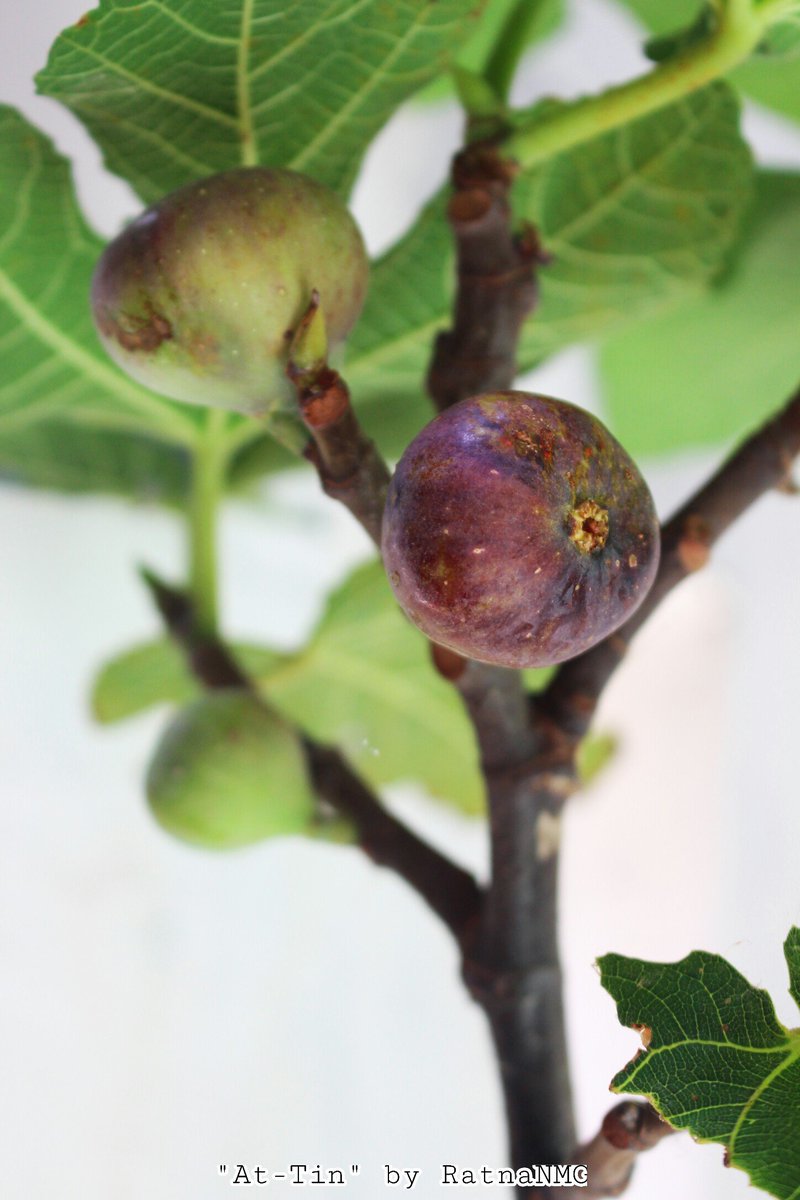 RNMG (Nuha) tweet media