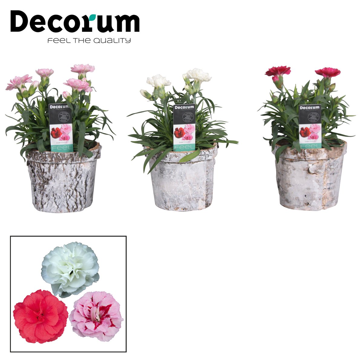 HoflandFP's tweet photo. #Gezellige en #vrolijke #Paasverpakkingen #YELLOW #potcover, #glaspot of #berkenpot met een #kleurrijke #Dianthus, #Schlumbergera of #Kalanchoe erin. De #Pasen kan beginnen!! https://t.co/jkOk80xM1B