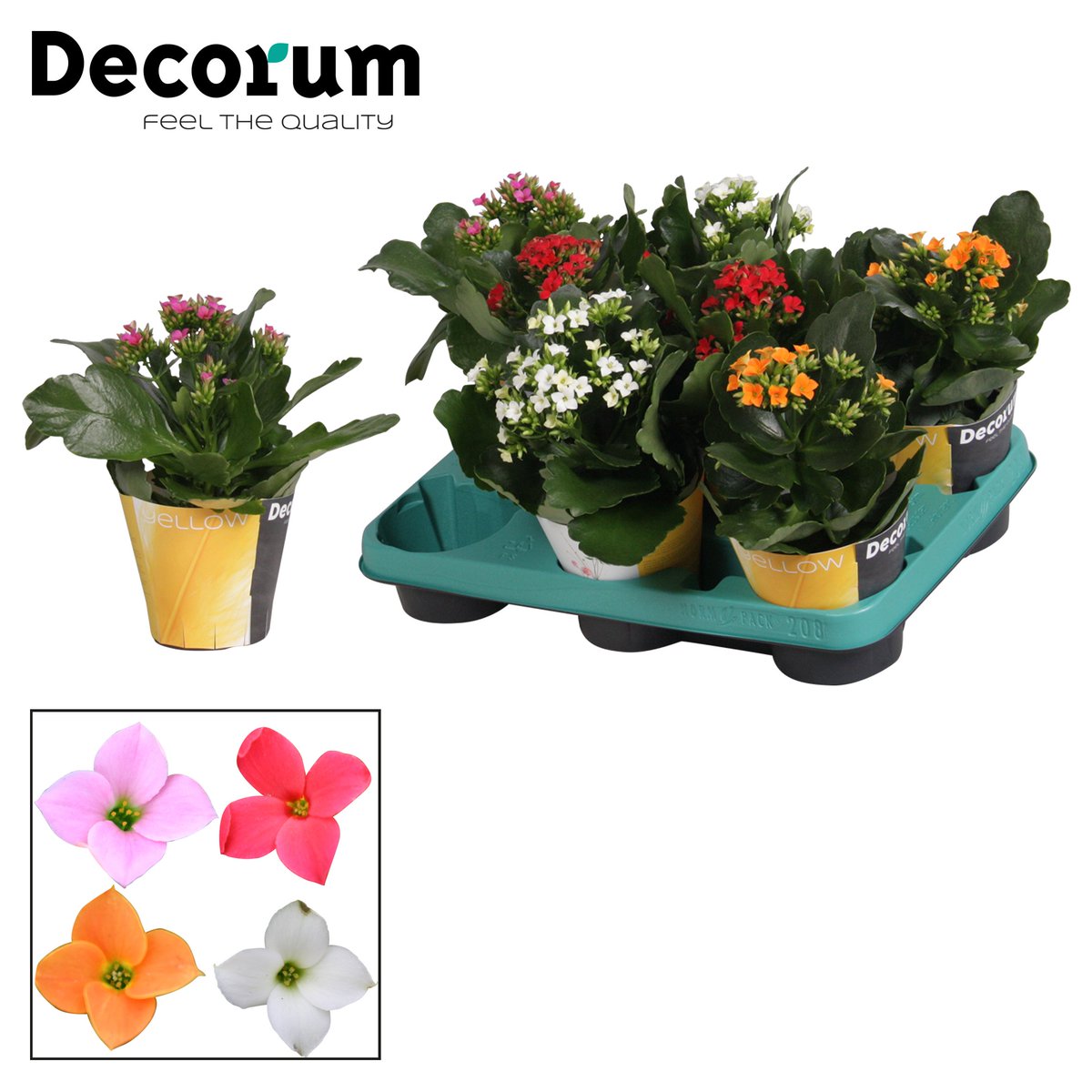 HoflandFP's tweet photo. #Gezellige en #vrolijke #Paasverpakkingen #YELLOW #potcover, #glaspot of #berkenpot met een #kleurrijke #Dianthus, #Schlumbergera of #Kalanchoe erin. De #Pasen kan beginnen!! https://t.co/jkOk80xM1B