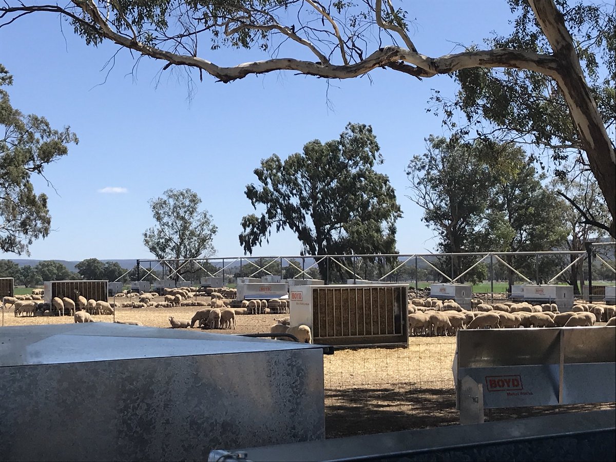 ClintNeville2's tweet photo. Great day talking all things sheep @ feeding sheep for profit day๐๐ฐ๐๐ฐ๐ #coprice #boydmetalworks #cowra #feedlot https://t.co/LD9LllXzNR