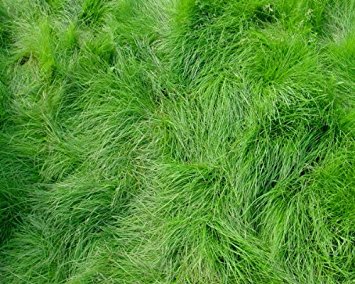 GoGreenLawnTree's tweet image. #DidYouKnow grasses clone themselves each year as the seasons change. Some Red Fescue spread underground roots and a single plant can spread up to 250 yards and be 400 years old. Other species such a Sheep’s Fescue that grows in clumps could be over 1,000 years old.🍃