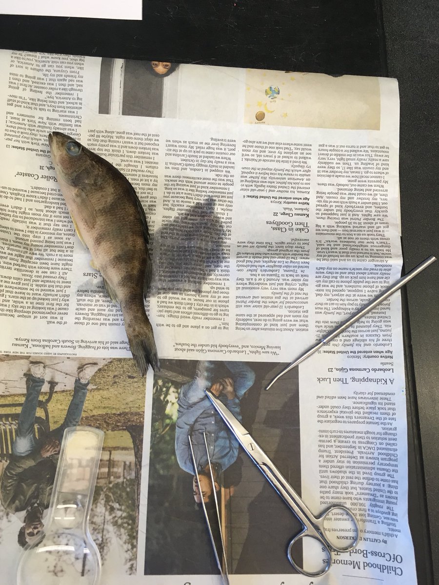 cmsadmins's tweet image. 7th graders ARE scientists today. Dissecting perch thanks to our friends from the @MaritimeAqua and our amazing CMS PTA! #learningisdoing #communitypartnerships @GreenwichpsCIPL @DrJillGildeaGPS @GreenwichPSSTEM @KBruzinski