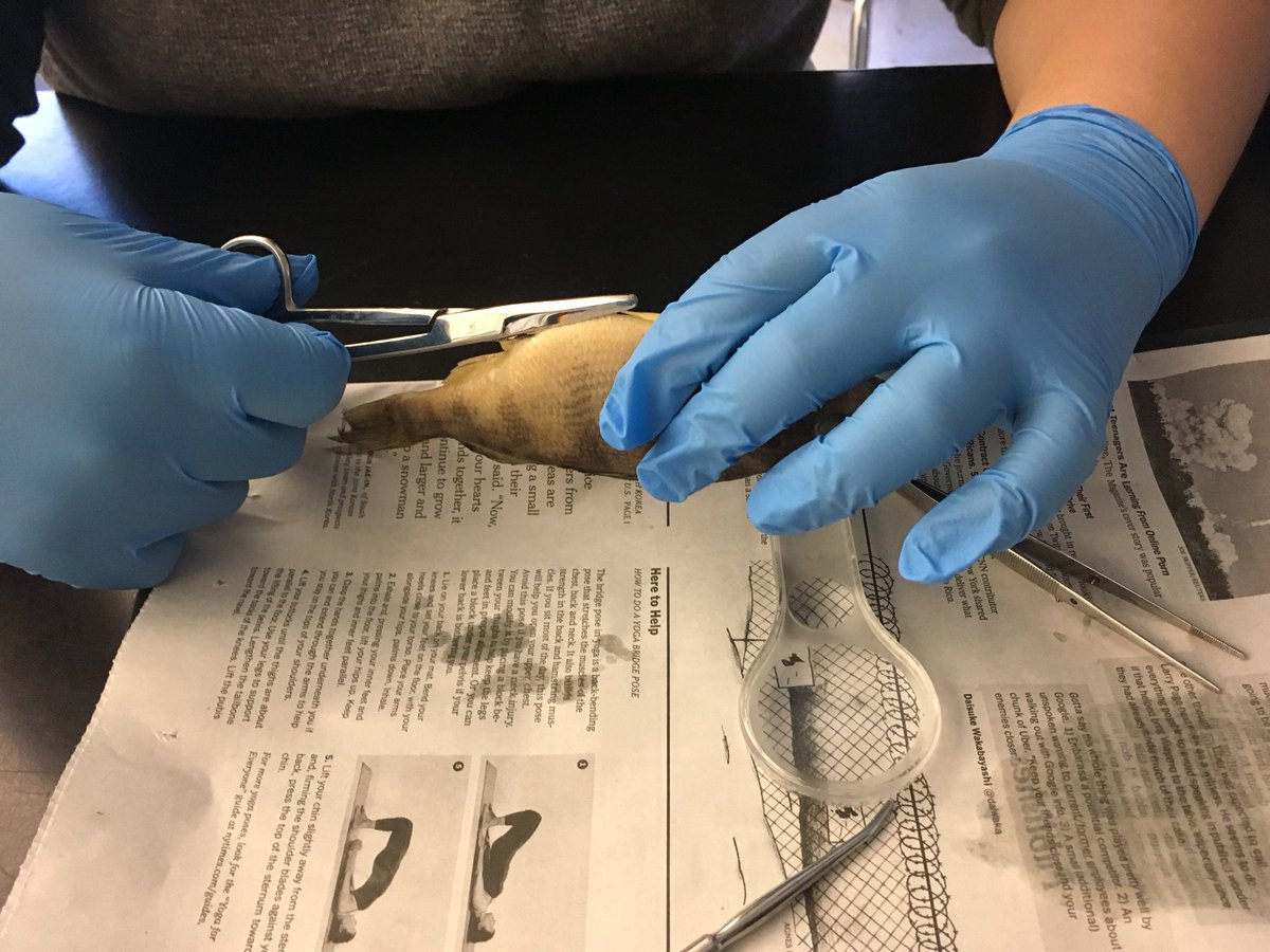 cmsadmins's tweet image. 7th graders ARE scientists today. Dissecting perch thanks to our friends from the @MaritimeAqua and our amazing CMS PTA! #learningisdoing #communitypartnerships @GreenwichpsCIPL @DrJillGildeaGPS @GreenwichPSSTEM @KBruzinski