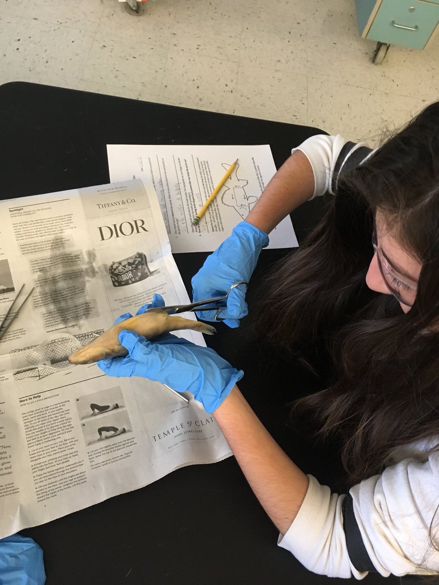 cmsadmins's tweet image. 7th graders ARE scientists today. Dissecting perch thanks to our friends from the @MaritimeAqua and our amazing CMS PTA! #learningisdoing #communitypartnerships @GreenwichpsCIPL @DrJillGildeaGPS @GreenwichPSSTEM @KBruzinski
