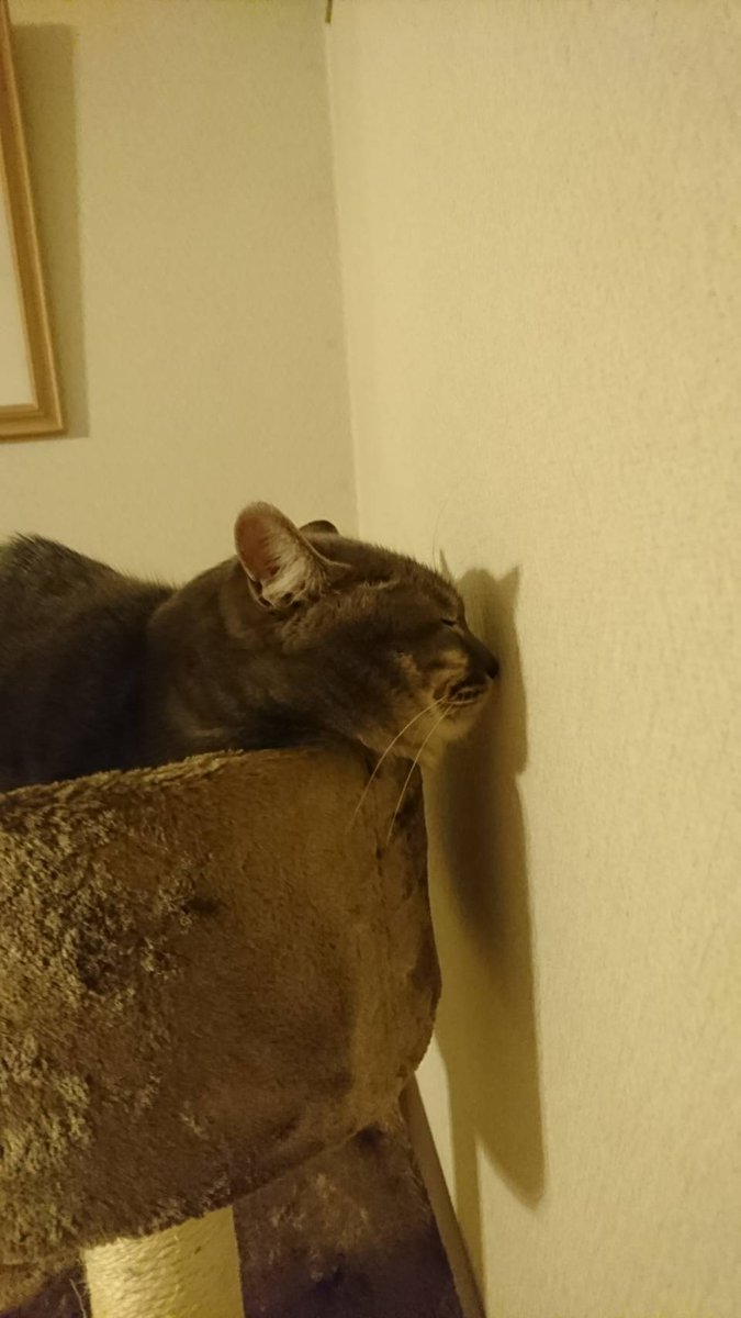 brownjeik's tweet photo. むったがなんかおバカでかわいすぎる。 https://t.co/7sZKZOqSxL
