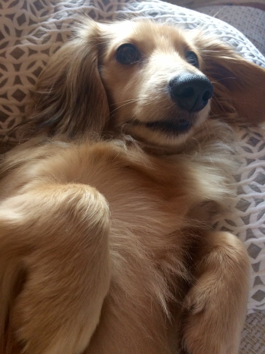 Happy Monday from Gus and the team! 🐶 #MondayMotivation