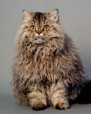 elisamim's tweet photo. Unrelated to organic and sustainability news, but I just found out that there's a recognized breed of cat, called LaPerm... I thought I'd share this important piece of information nonetheless.π https://t.co/e7H5dY5HIG #curlykitty #CatsOfTwitter #realnews #knowledge #animals https://t.co/H8rMiQIOOx