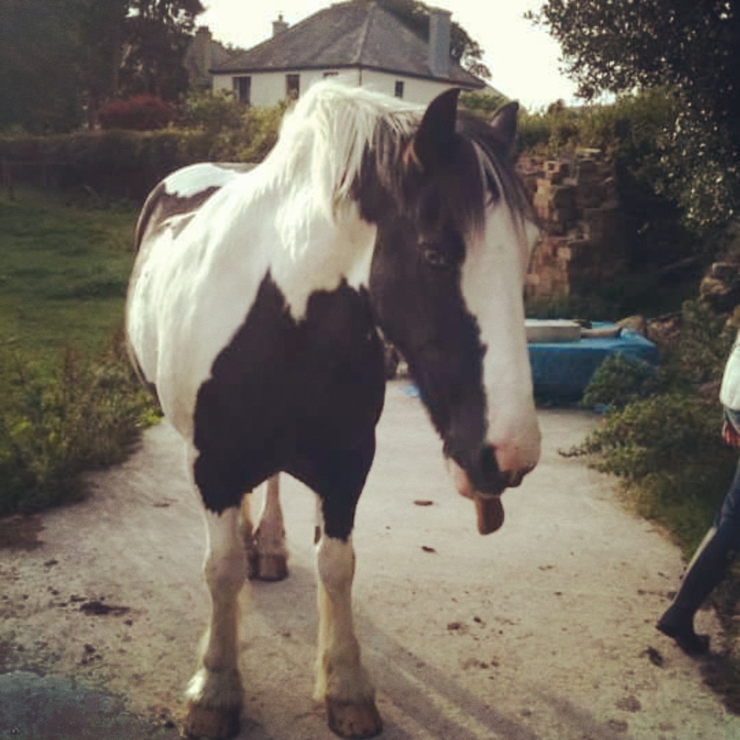 VermXUK's tweet photo. Here is our contribution to this #TongueOutTuesday the very handsome Teddy getting rather excited about his next course of #VermX #Horse Pellets
If you would like to see how tasty Verm-X is first hand, on your own #animals, please contact us for a free sample: info@verm-x.com https://t.co/awUQX7GQ90