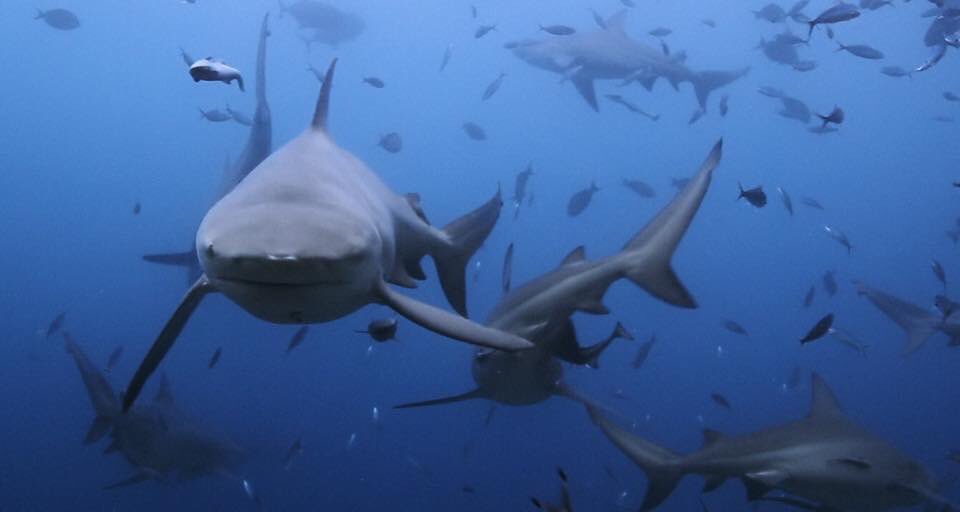 OfSharkAndMan's tweet photo. Throwback to shooting the biggest Bull Sharks in the world. Love this frame grab of one of my favourite ever sequences I’ve shot #Fiji #BullSharks #UnderwaterCinematography https://t.co/KqmKEK96Xo