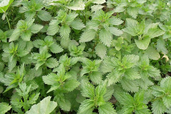 hierbaspara's tweet photo. Ortiga. Descripción, cultivo, beneficios y toxicidad https://t.co/vvG0n9ZxKX https://t.co/cDN5V8Bf6R