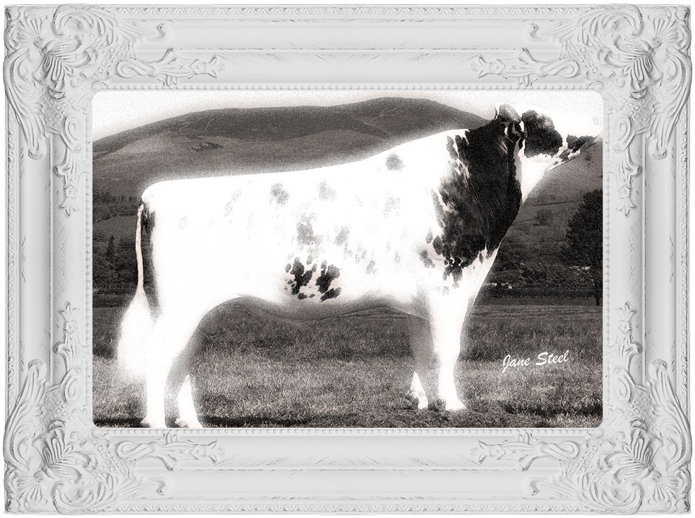 sanlohe's tweet photo. Mitkä sonnit ovat jääneet parhaiten #Nautalehti-kolumnisti Terhin mieleen ja miksi? https://t.co/f1pKTqVPld #muistot #jalostus #holstein #lehmät #karjatalous #kolumni https://t.co/pZSHcwKuXG