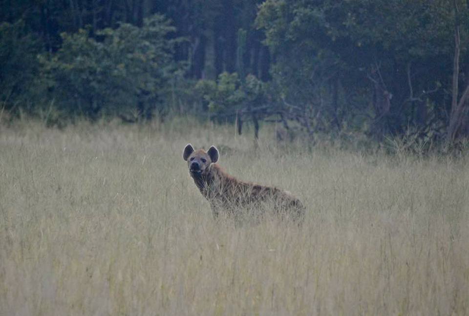 .@malawiwildlife got a call about a hyena trapped in a garden. Our vet Amanda darted him, @AfricanParks sent a helicopter and the young male was moved to Liwonde NP. Photos: Craig Reid, Olivia Siviert. #hyena #lilongwewildlifetrust #africanparks #liwondenationalpark #malawi