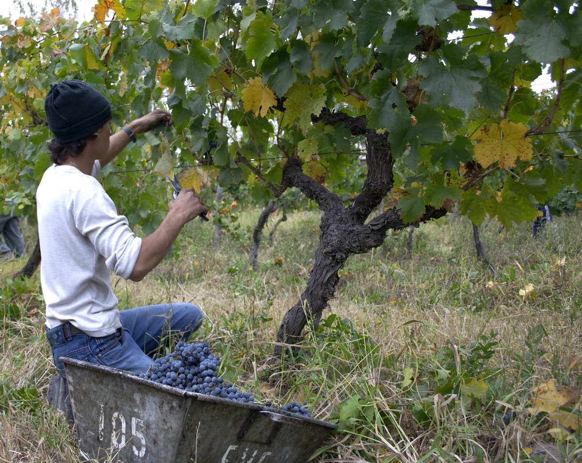 VinosdeRioNegro's tweet photo. En el #rionegro estamos viviendo #dias como este… #vendimia #cosecha #redwine #withewine #champagne #espumante #sparkling #winelovers https://t.co/L1x5J7Vsg8