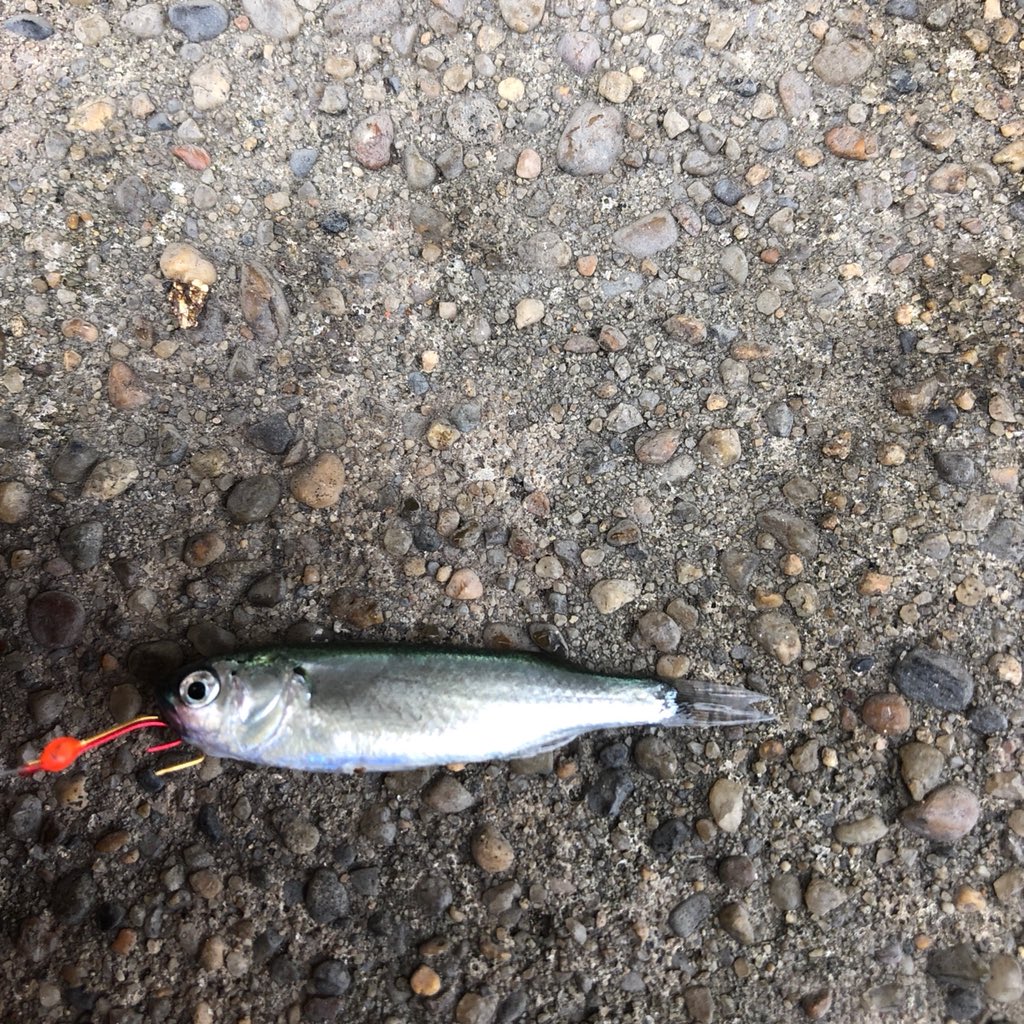 ボラの稚魚 Twitter Search Twitter ボラの稚魚 Twitter Search Twitter