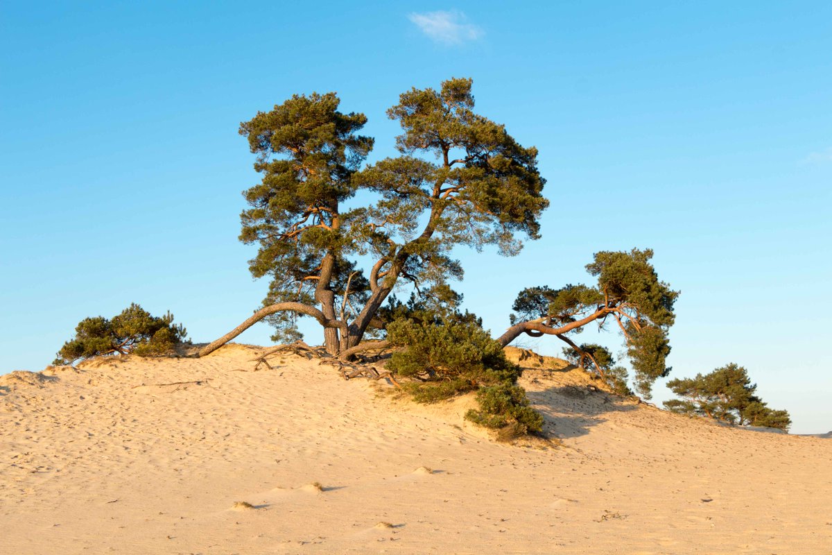 Petrapopkema's tweet photo. Kijk dan hoe mooi het is op het Kootwijkerzand! https://t.co/leV5E1t76I