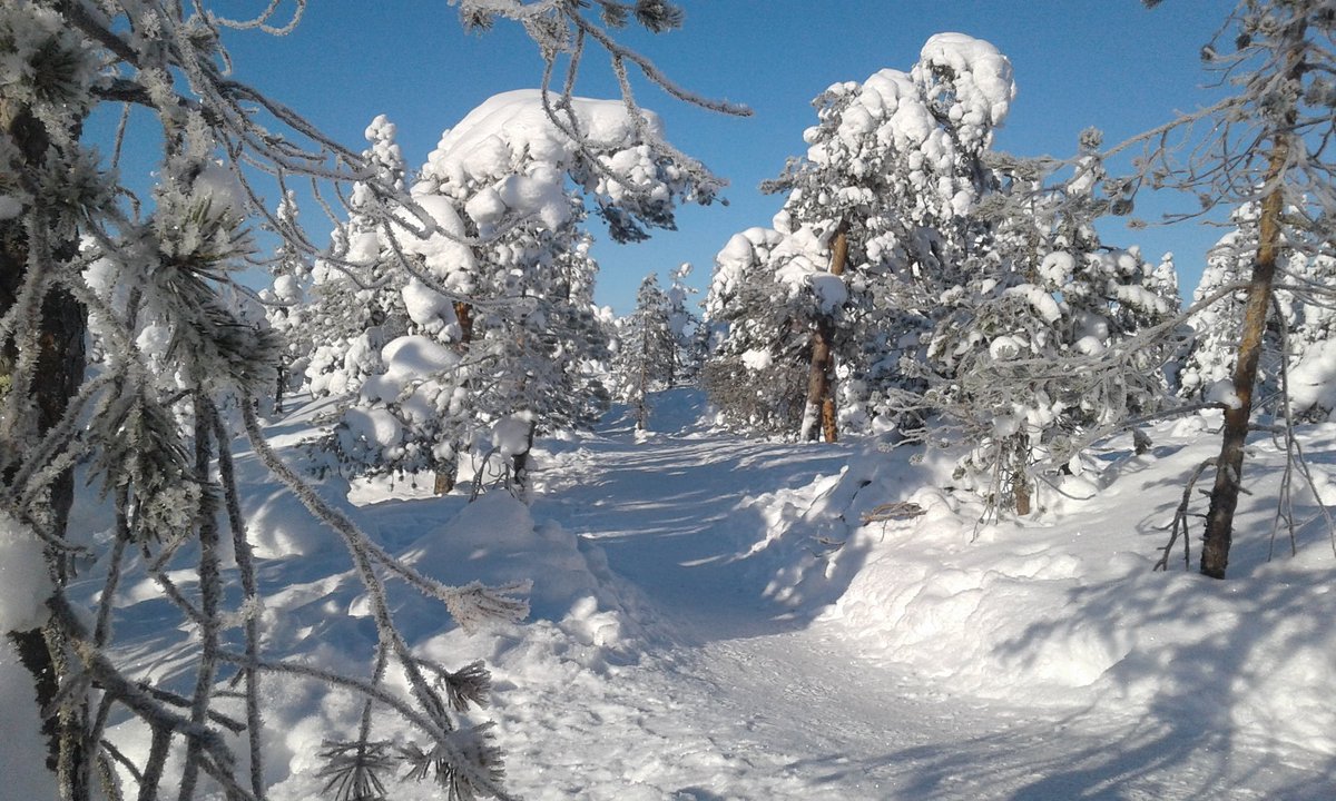 Last but not least: walking on the top of Ounasvaara. #lapland #rovaniemi #ounasvaara