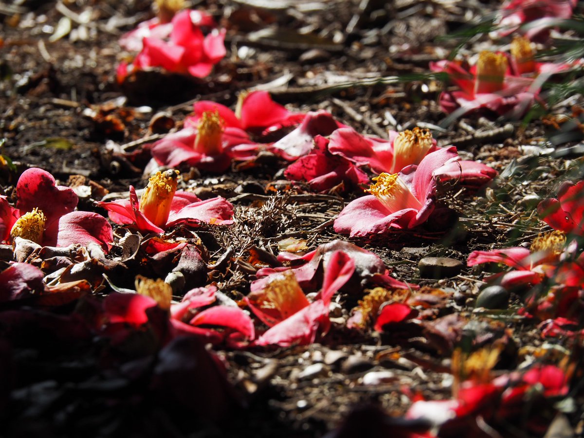 実家の屋敷森には椿の大木が…

#藪椿 #ヤブツバキ #椿 #海柘榴
#CamelliaJaponica #Flowers