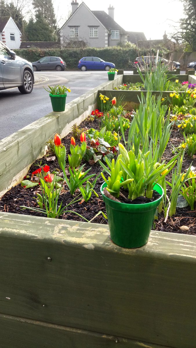 happycats81's tweet image. After last week's chilly weather, Spring continues to grow closer at our community garden.. #Spring #Springselection #communitygarden